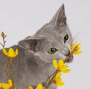 Bilde av Russisk blå/Russia blue, ungkatt som tygger på en pynte-plante med gule blomster