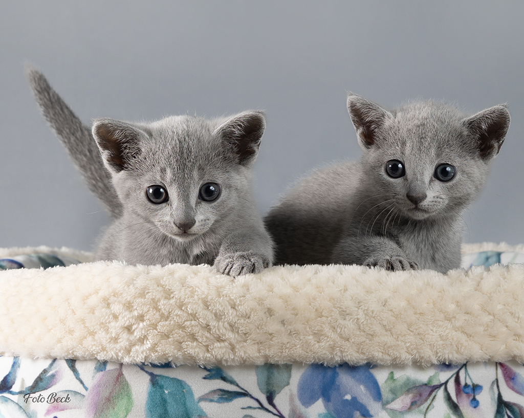 2 Russian blue kattunger avbildet i en kattekurv.