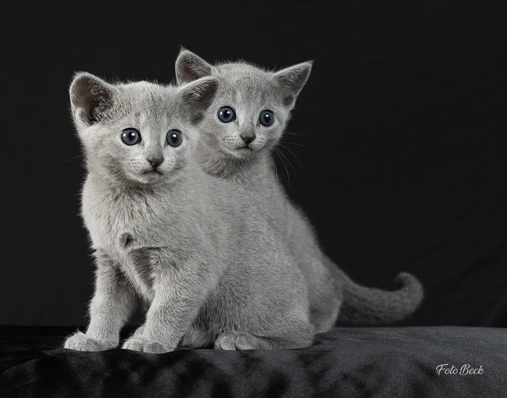 Bilde av to russian blue kattunger