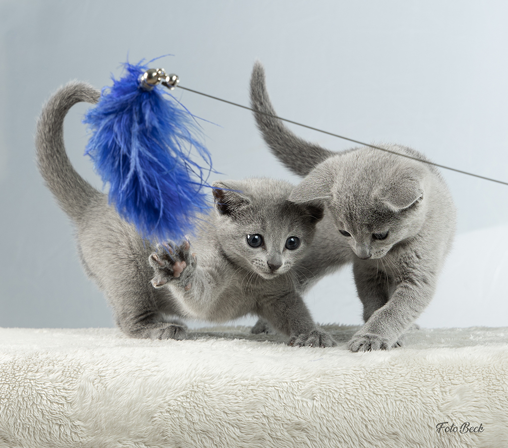 Bilde av Russian blue kattunger som leker sammen