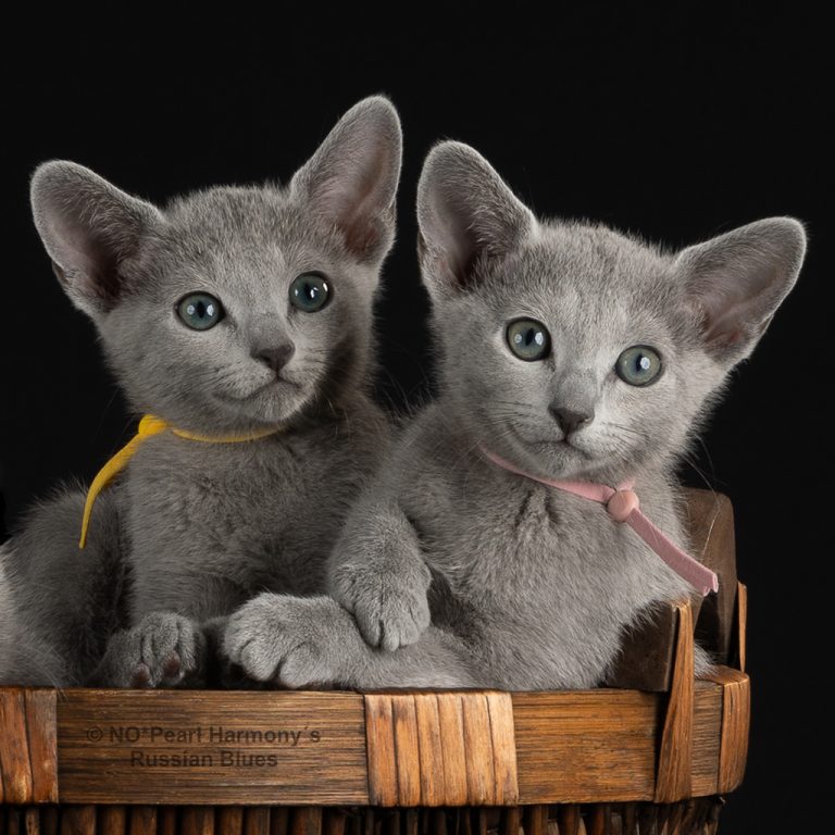 Bilde av to Russian blue kattunger