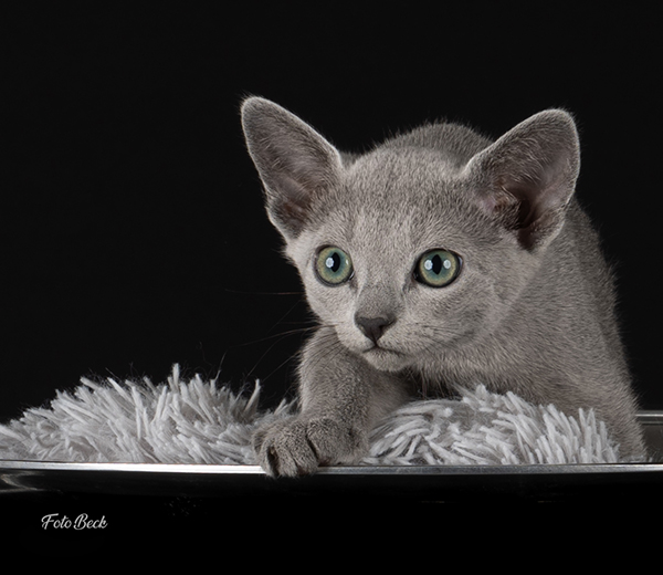 Russian Blue. Bildet viser øyne hvor fargen er under utvikling