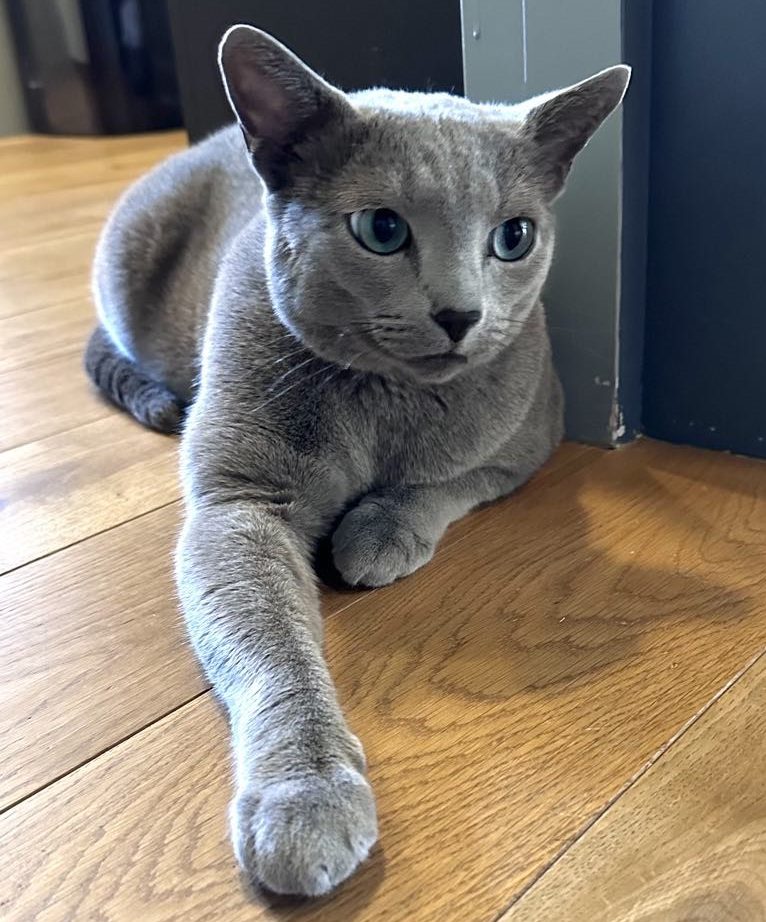 Stor russian blue hannkatt som ligger avslappet på gulvet