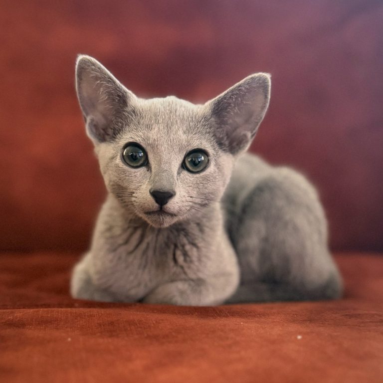 Russian blue kattunge slapper av på sofaen