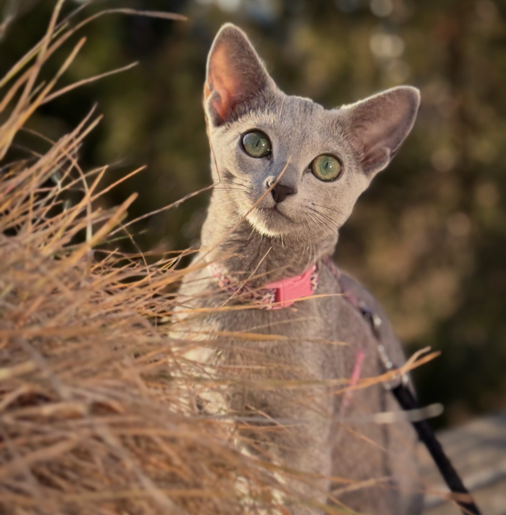 Ung russian blue katt på tur i sele