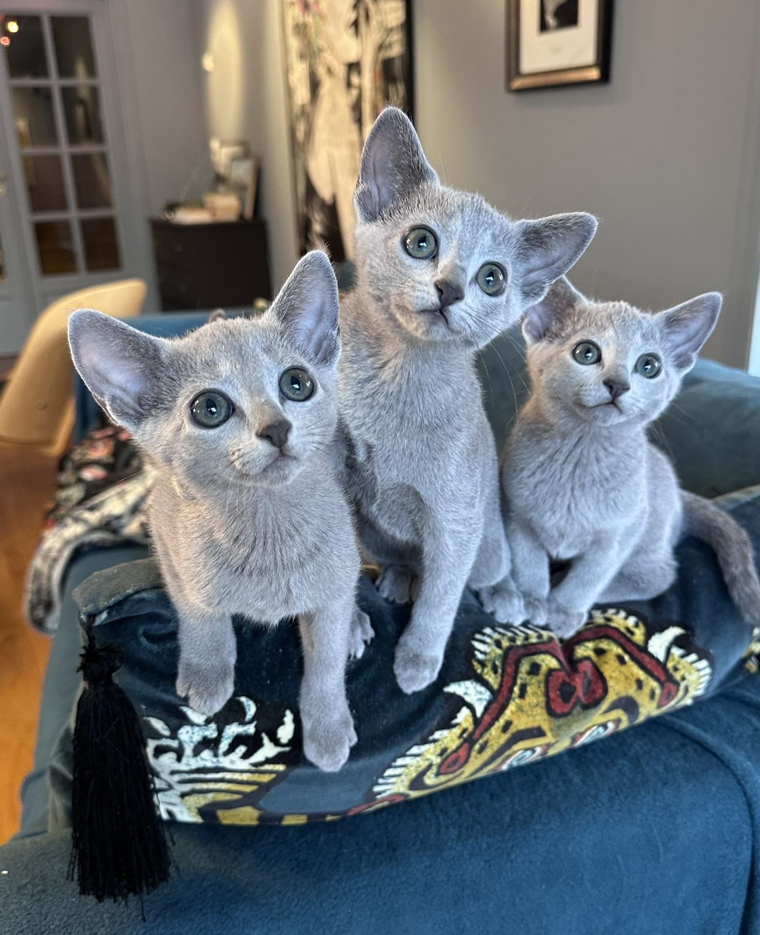 tre Russian Blue kattunger på en sofa