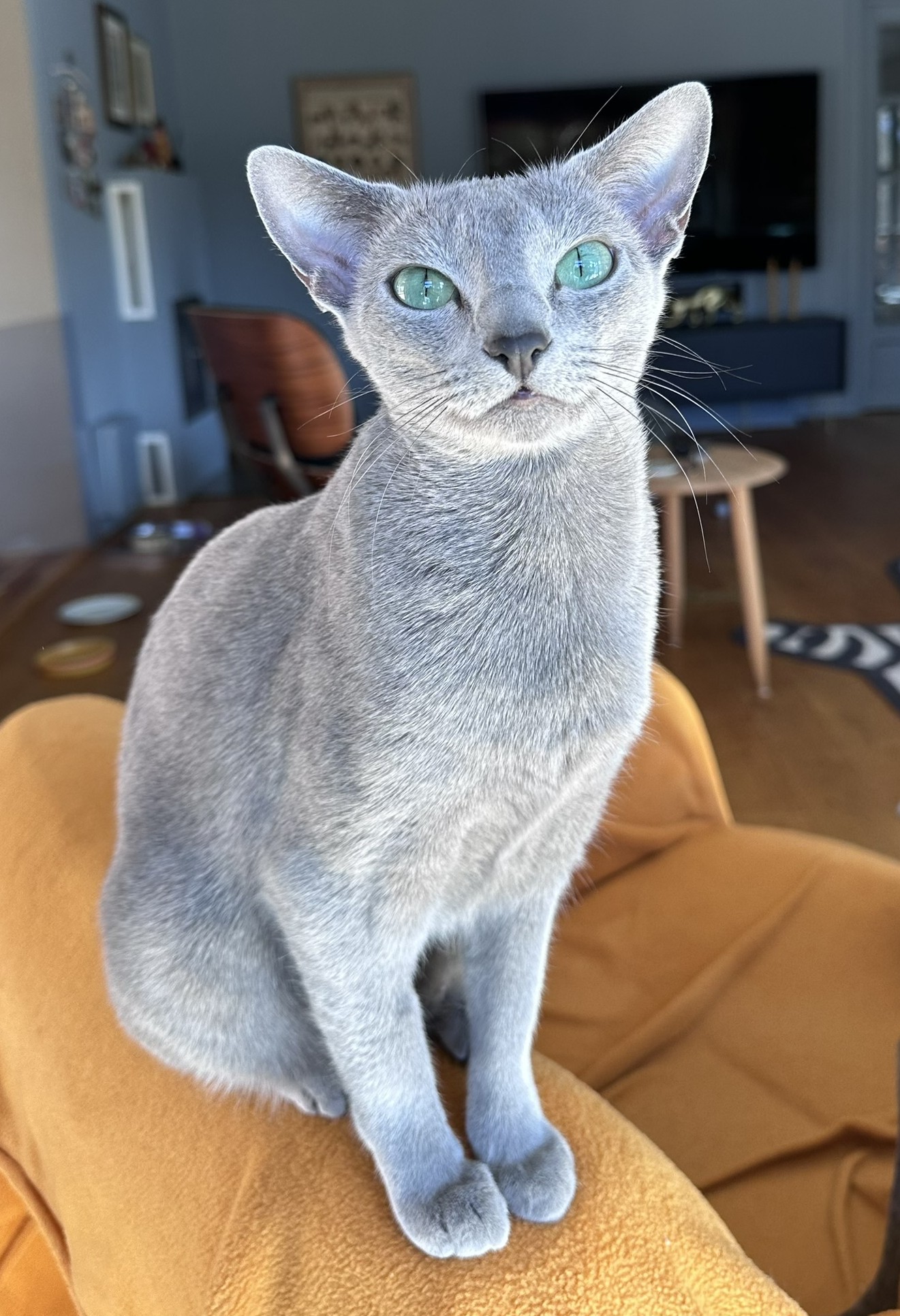 vakker russian blue hunnkatt med grønne øyner og sølvtippet pels