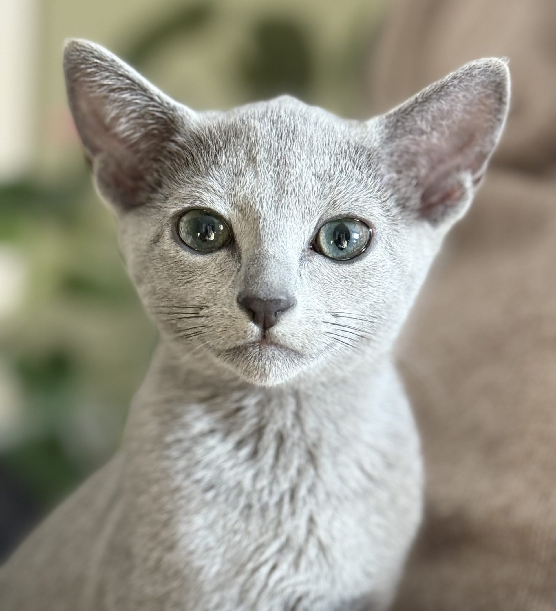 Ung russian blue kattunge ute i frisk luft