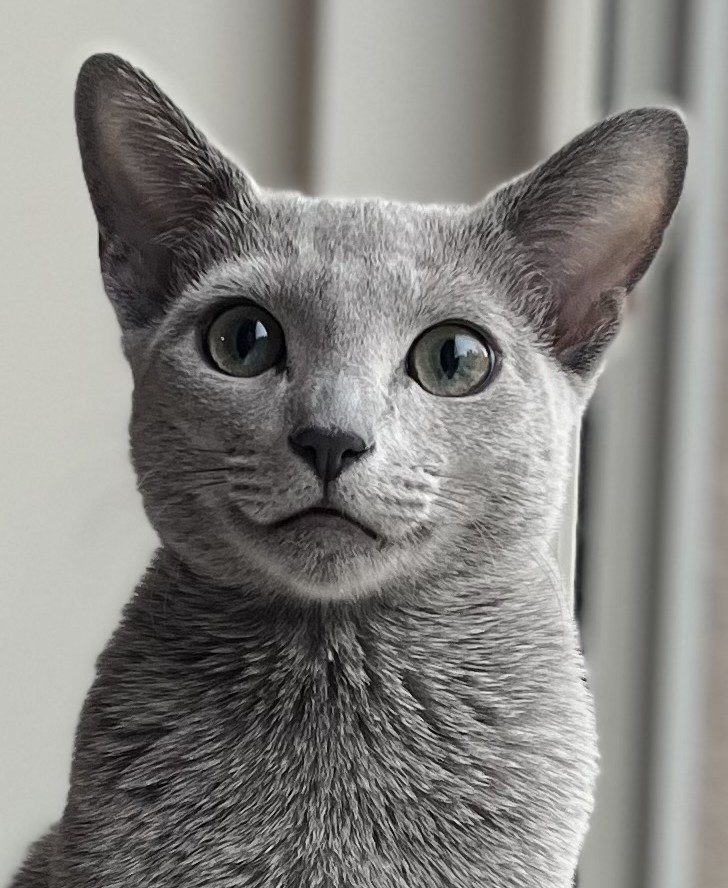 portrett av russian blue hannkatt