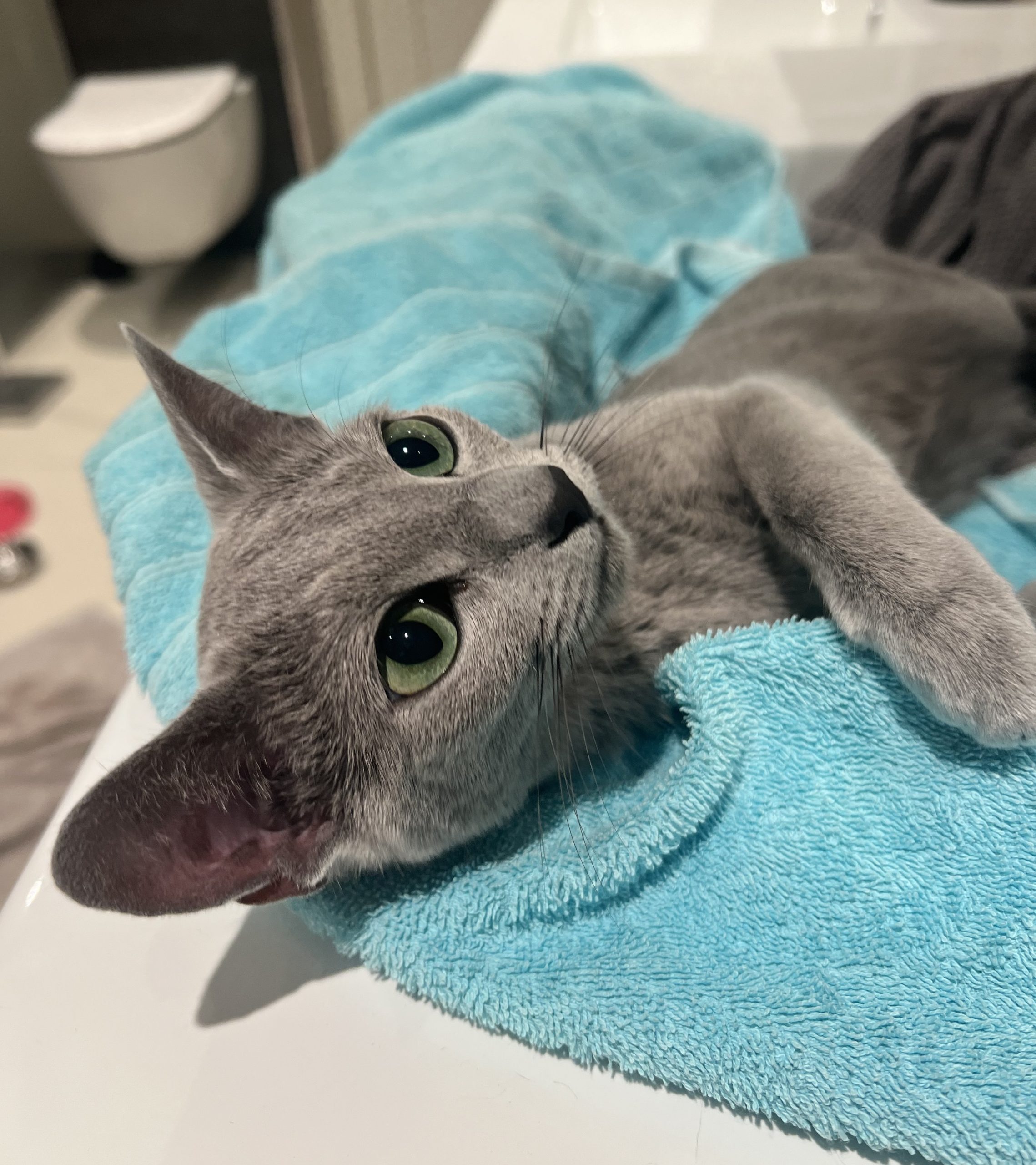 russian blue hunnkatt som ligger på et blått teppe