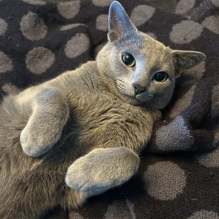 Russian blue hannkatt med mona lisa smil som ligger på ryggen