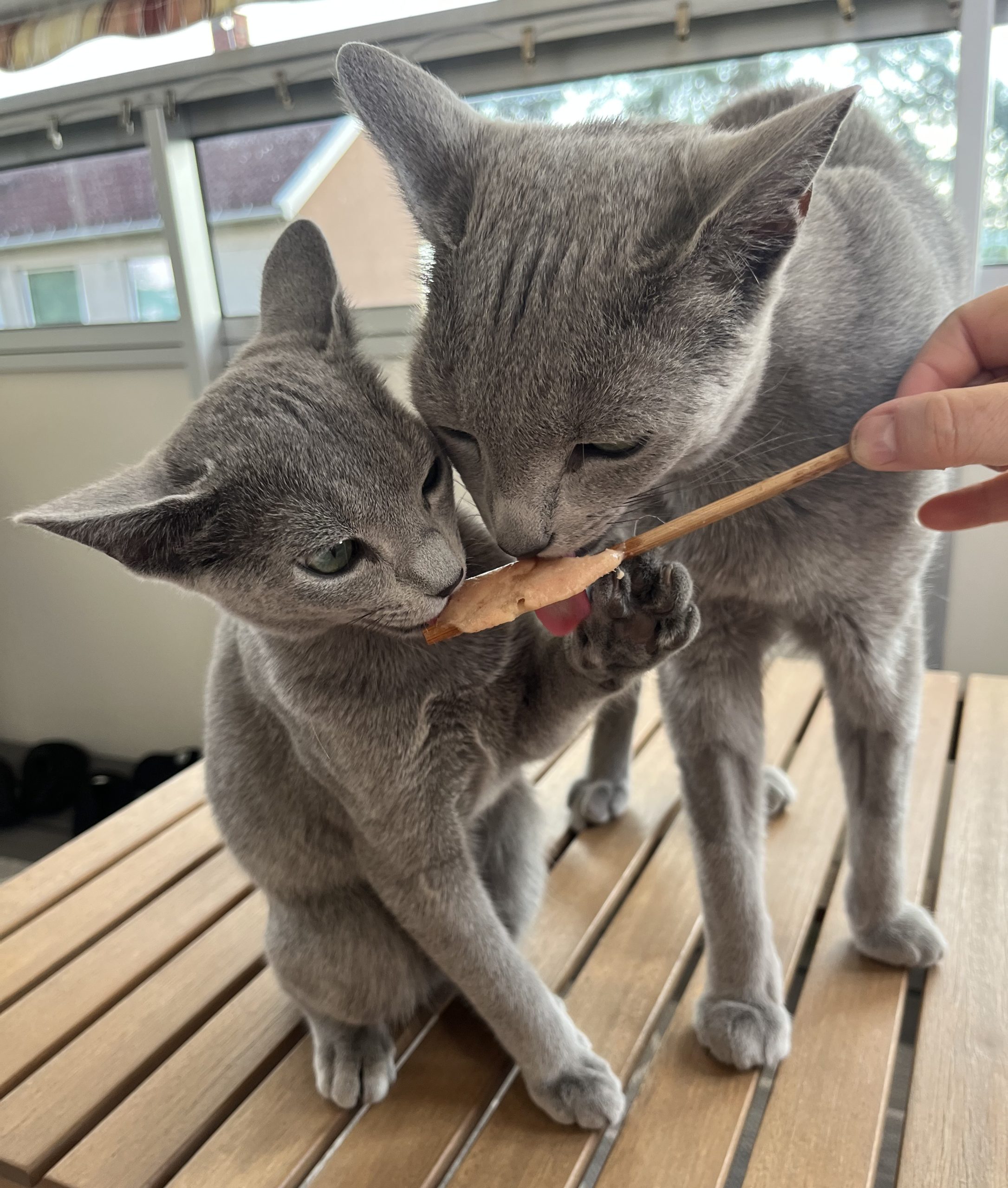 Stor og liten russian blue katt som slikker fra en skje