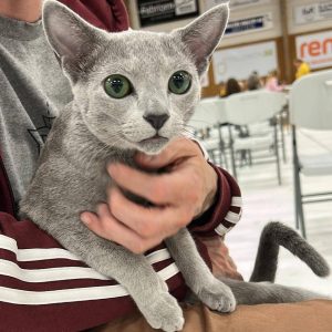 Russian blue hannkatt i armene til en mann