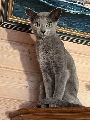 IMG_4755 Katt som sitter på kommode og ser ut over rommet