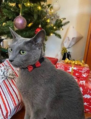 Russian blue jul Russuan blue hannkatt under juletreet med masse julegaver