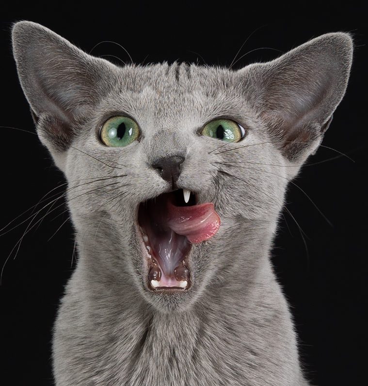 Nærbilde av hodet på en Russian blue-katt som gaper høyt og slikker seg rundt munnen.