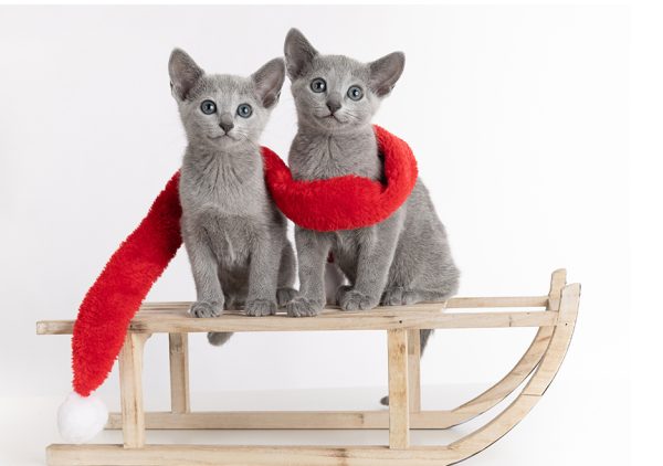 Bilde av 2 Russian blue kattunger som sitter på slede