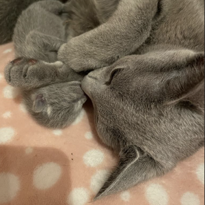 Russisk blå kattunger til salg. Leveringsklare tidligst 16 uker gamle. Kattemor og katungen ligger tett sammen, snute mot snute. Mor til kattungen holder rundt kattungen. Foto
