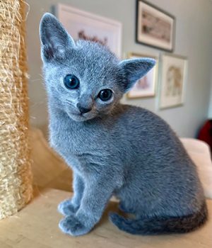 Bilde av russisk blå hannkattunge til salgs. Kattungen sitter på et klatrestativ.