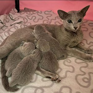 Bilde av Russian blue kattemor med 4 kattunger som dier