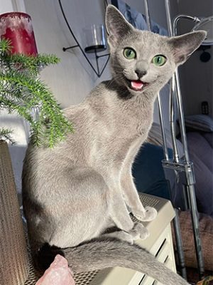 Bilde av russisk blå katt som sitter og mjauer