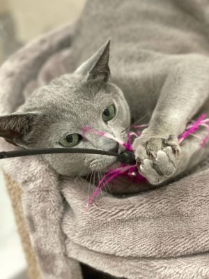 rainy leke 7 Russian blue hannkatt leker med en fjær leke