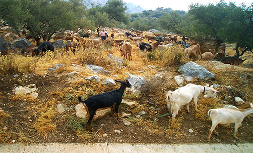 Cabra malagueña