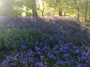 bluebells again