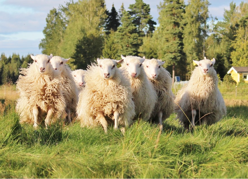 ryafår som springer