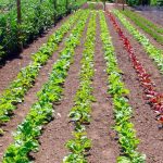 Vegetable rows