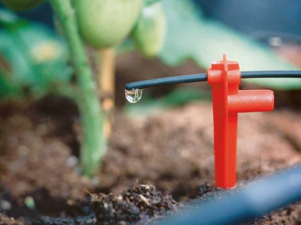 Drip stake with drip tube dripping on tomato plant