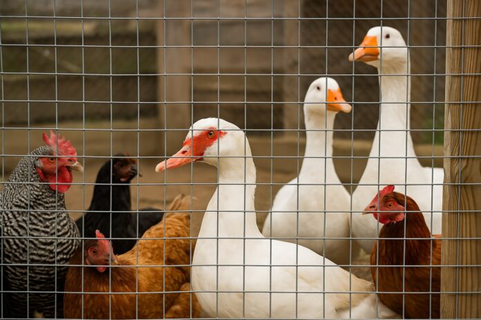 Vogelgrippe