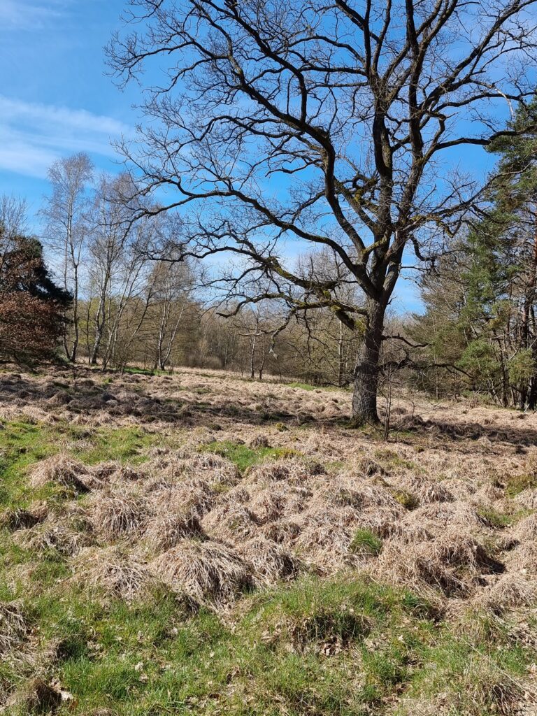 Königsbruch - Foto: BUND Regionalgruppe Bliesgau