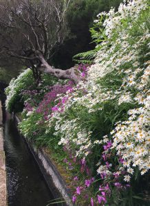 Ein kleiner Wasserlauf, rechts blühende Blumen und links eine bombastische Aussicht. So starten wir in die Levada das 25 Fontes.