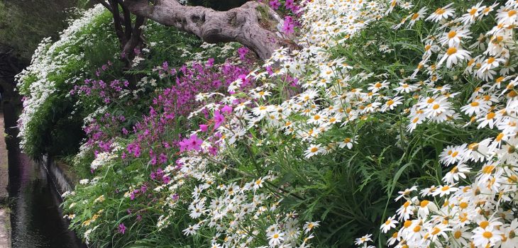 Ein kleiner Wasserlauf, rechts blühende Blumen und links eine bombastische Aussicht. So starten wir in die Levada das 25 Fontes.