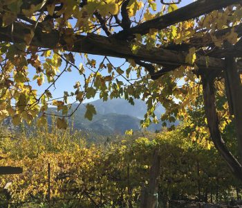 Ein Blick durch das Weinlaub in Ürünlü bei Ormana in der Türkei.