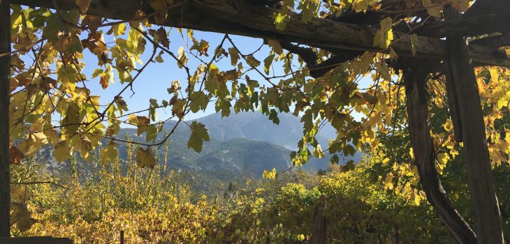 Ein Blick durch das Weinlaub in Ürünlü bei Ormana in der Türkei.