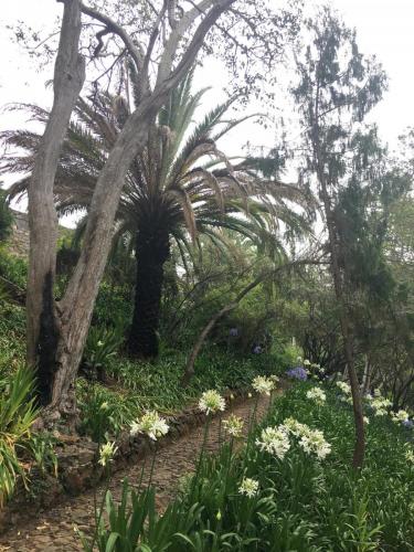 Madeira-Funchal-jardim-botanico-botanischer-garten-1