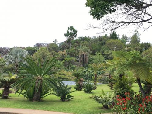 Madeira-Funchal-jardim-botanico-botanischer-garten-9