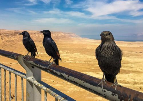 Raben an der Festung Masada, Israel