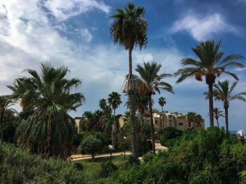 Wundervolle Aussicht in Tel Aviv-Jaffa mit Palmen und alten Gebäude