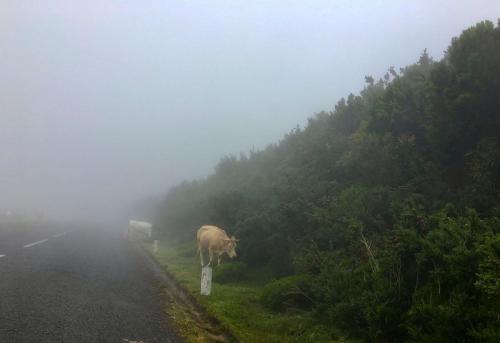 Achtung: Kühe im Nebel auf der Hochebene Paul das Serra auf Madeira.