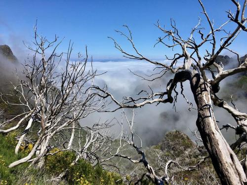 Tote Bäume am Pico Ruivo (Madeira)