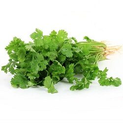 Coriander dhaniya