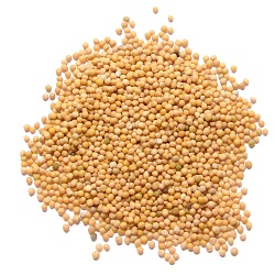Sarso (Mustard Seeds)