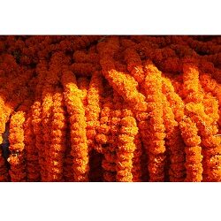 marigolds-genda-lachhi