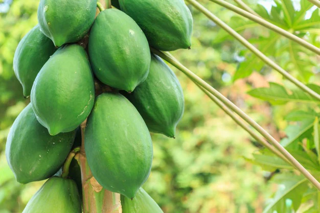 Indian raw papaya 500g