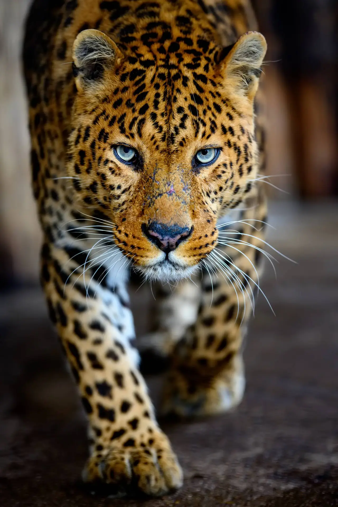 Safara Africa