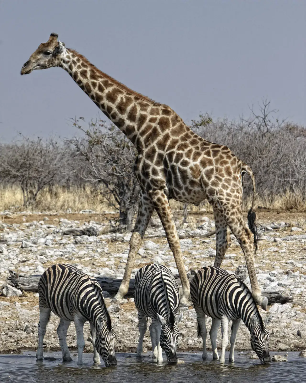 Safara Africa