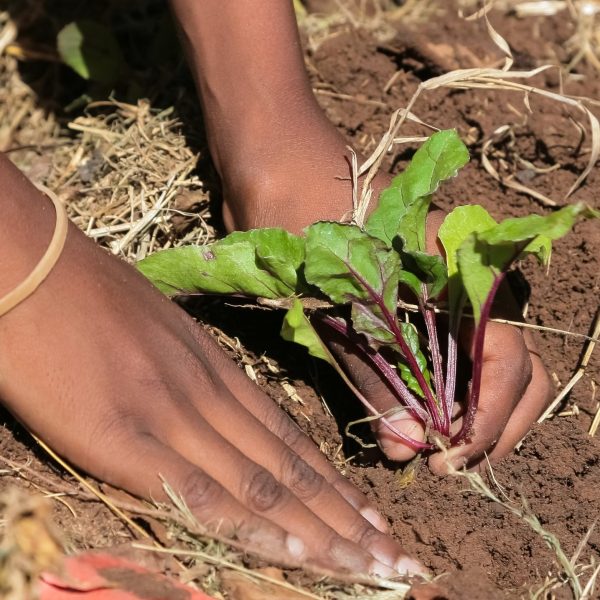 Close up of African child hands planting vegetables in soil